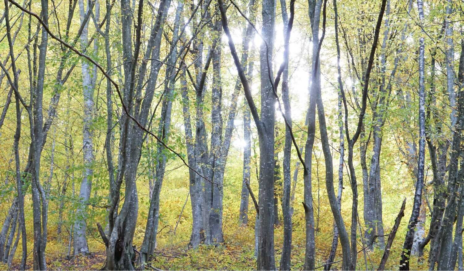 What is Nature Photography Types of Photography Categories What is Nature Photography Types of Photography Categories