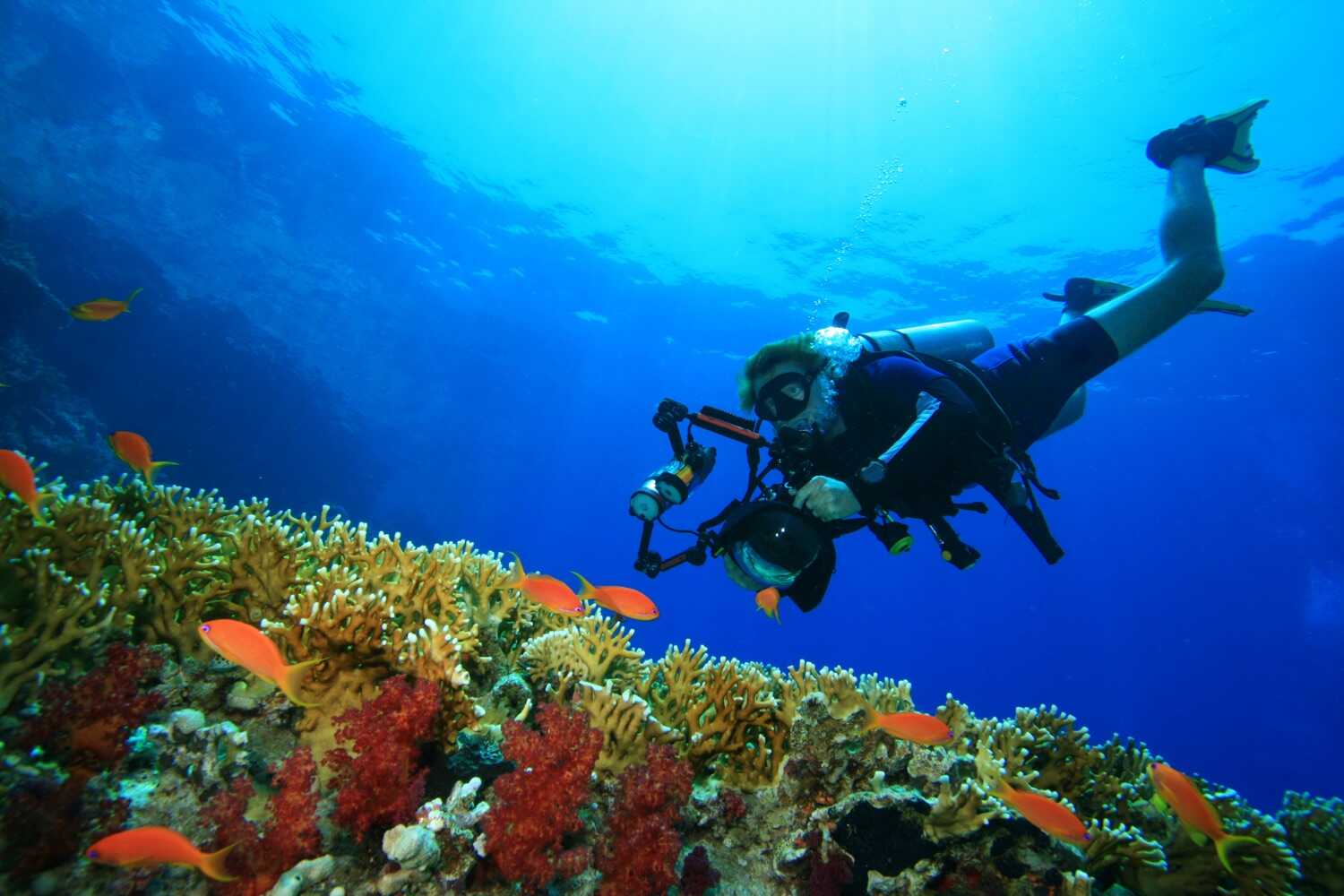 What is Nature Photography Underwater Photography What is Nature Photography Underwater Photography