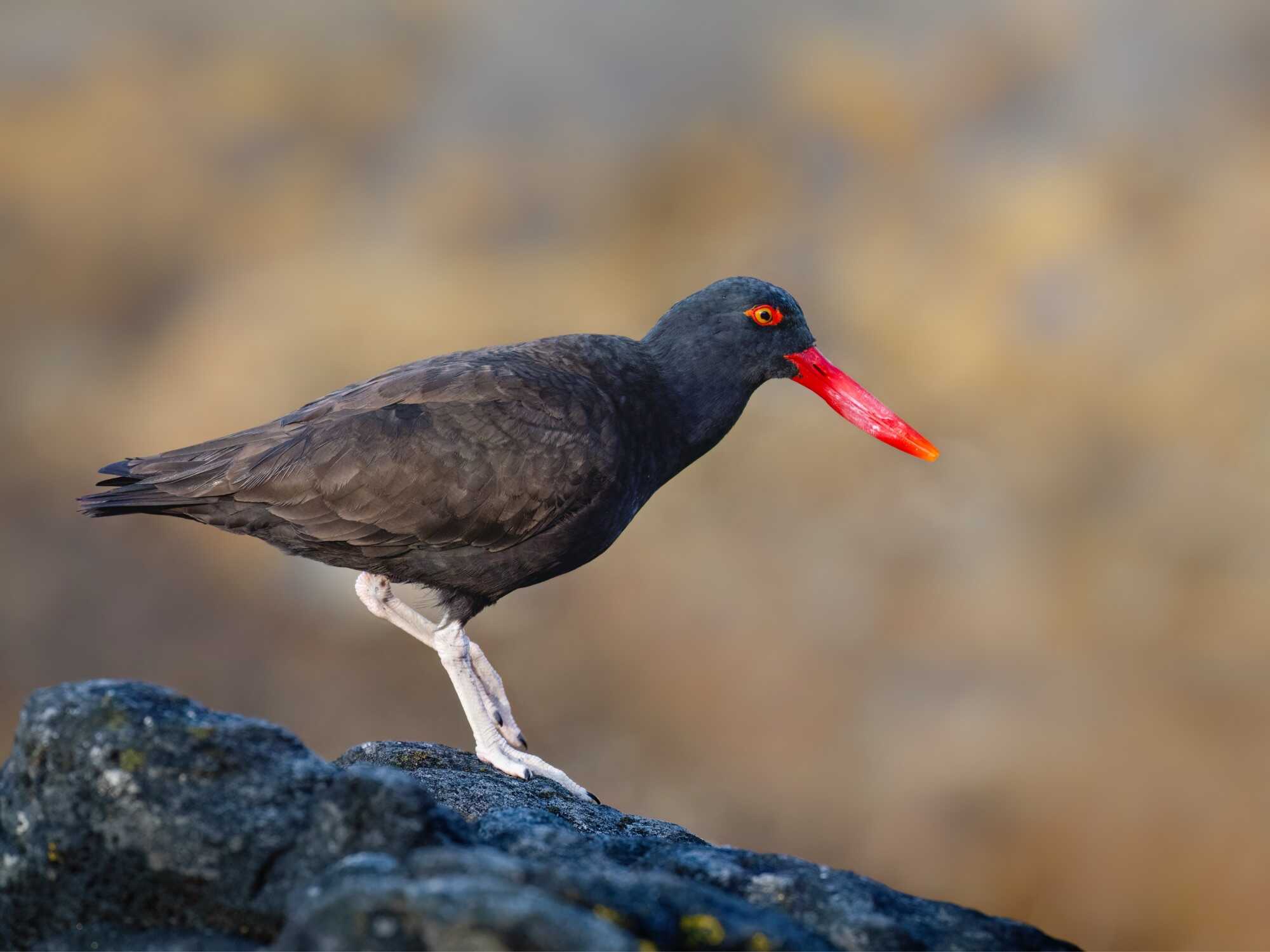 What is Shallow Depth of Field Shallow Depth of Field Example What is Shallow Depth of Field Shallow Depth of Field Example