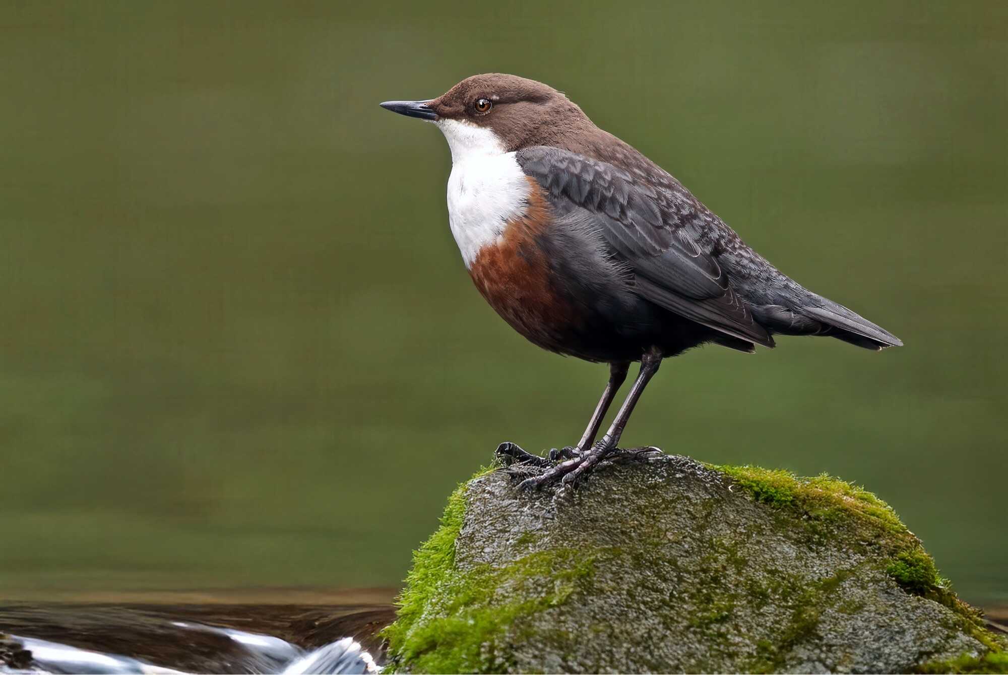 What is Wildlife Photography Bird Photography What is Wildlife Photography Bird Photography