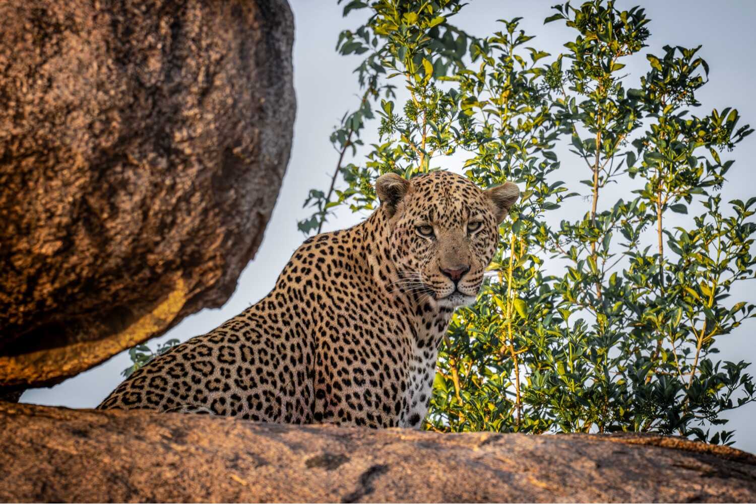 What is Wildlife Photography Cheetah Photography What is Wildlife Photography Cheetah Photography