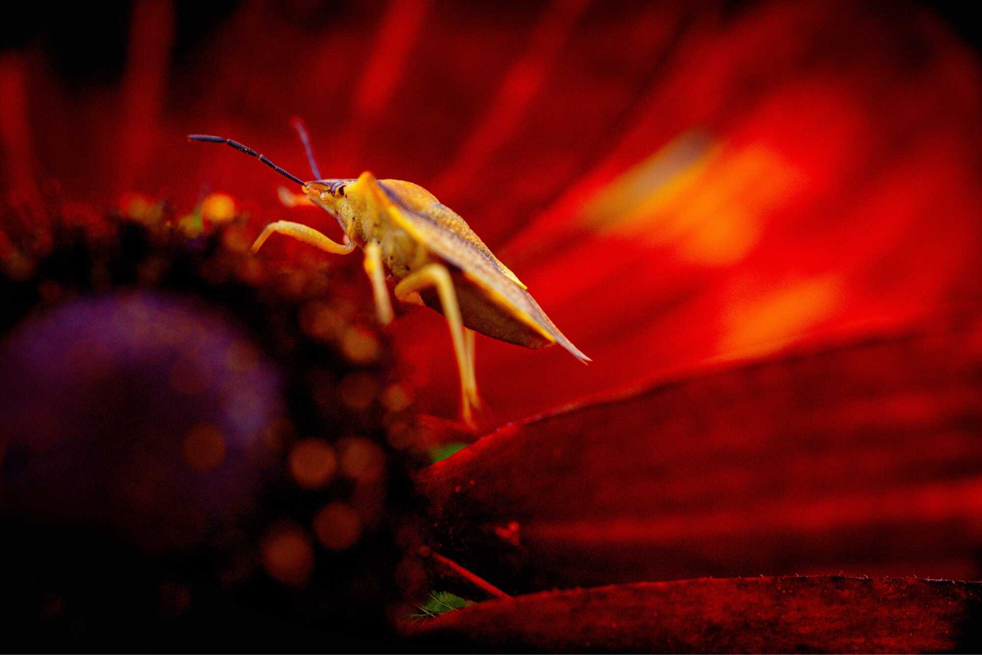 What is Wildlife Photography Insect Photography What is Wildlife Photography Insect Photography