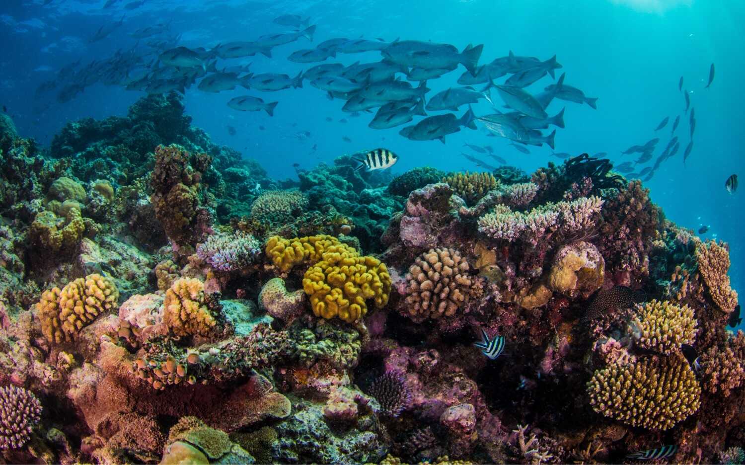 What is Wildlife Photography Underwater Marine Photography What is Wildlife Photography Underwater Marine Photography