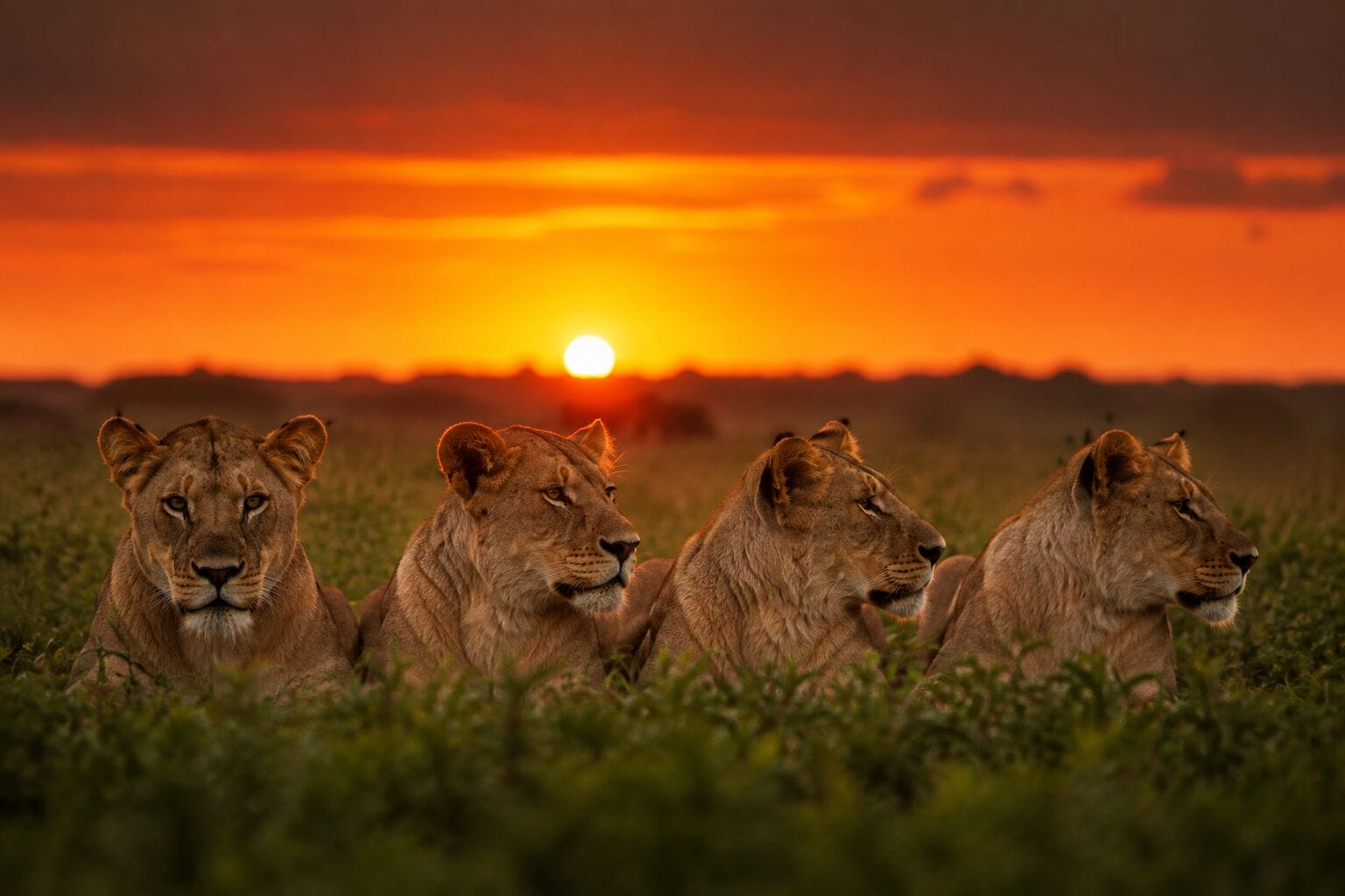 What Does a Photographer Do Wildlife Photographer Example StudioBinder What Does a Photographer Do Wildlife Photographer Example StudioBinder